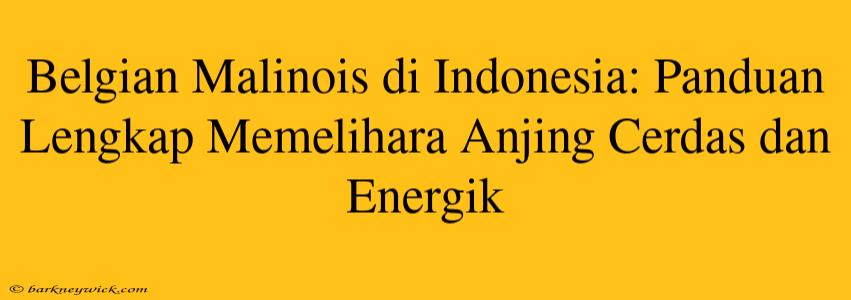 Belgian Malinois di Indonesia: Panduan Lengkap Memelihara Anjing Cerdas dan Energik