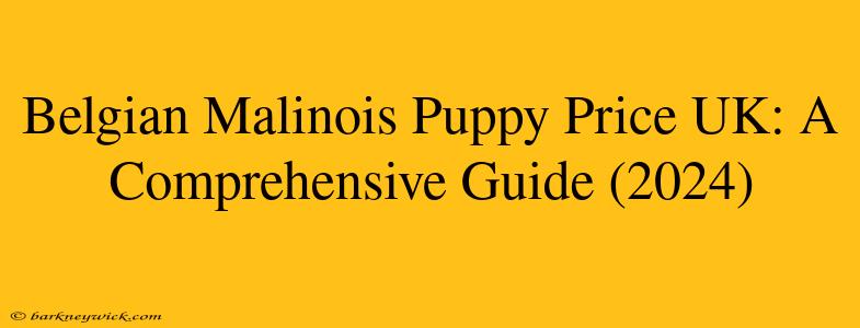 Belgian Malinois Puppy Price UK: A Comprehensive Guide (2024)