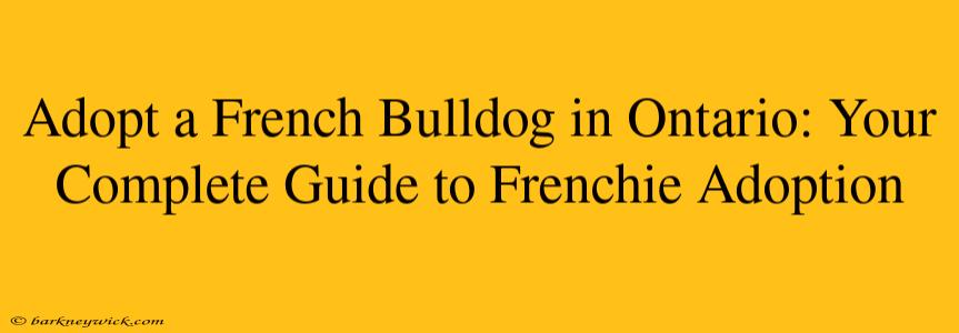 Adopt a French Bulldog in Ontario: Your Complete Guide to Frenchie Adoption