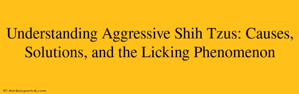 Understanding Aggressive Shih Tzus: Causes, Solutions, and the Licking Phenomenon