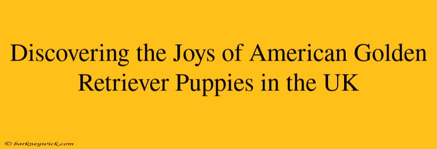 Discovering the Joys of American Golden Retriever Puppies in the UK