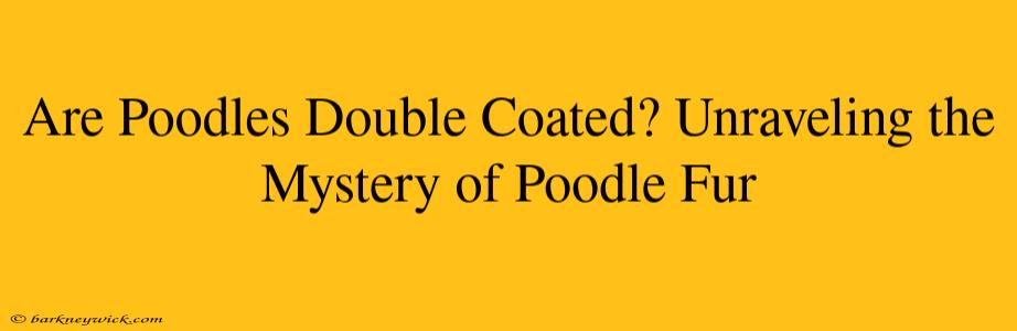 Are Poodles Double Coated? Unraveling the Mystery of Poodle Fur