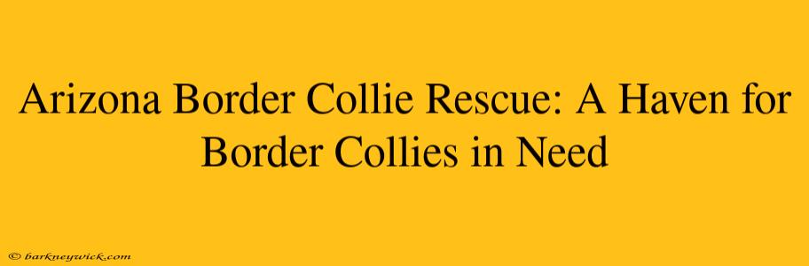 Arizona Border Collie Rescue: A Haven for Border Collies in Need