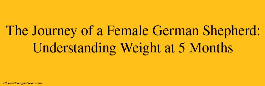 The Journey of a Female German Shepherd: Understanding Weight at 5 Months