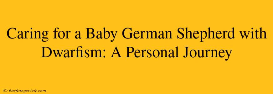 Caring for a Baby German Shepherd with Dwarfism: A Personal Journey 