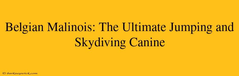 Belgian Malinois: The Ultimate Jumping and Skydiving Canine