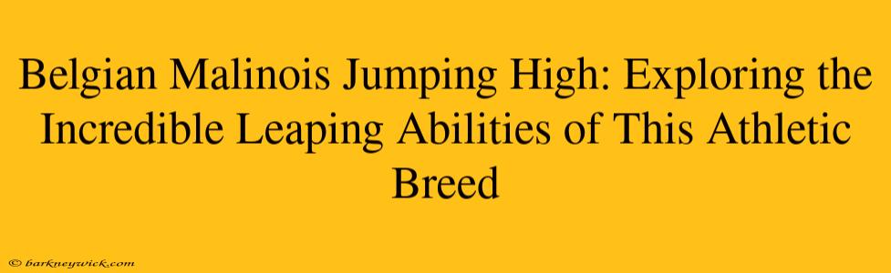 Belgian Malinois Jumping High: Exploring the Incredible Leaping Abilities of This Athletic Breed