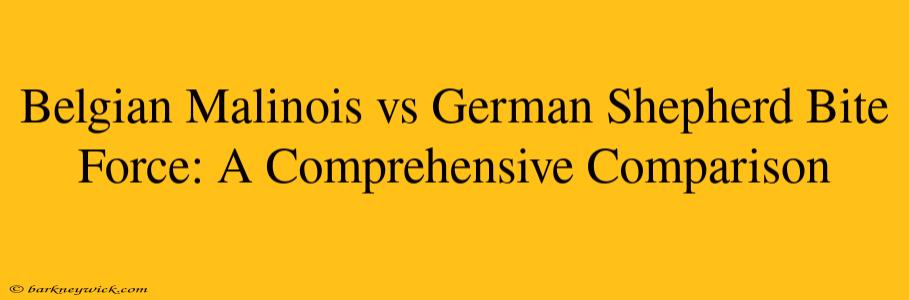 Belgian Malinois vs German Shepherd Bite Force: A Comprehensive Comparison