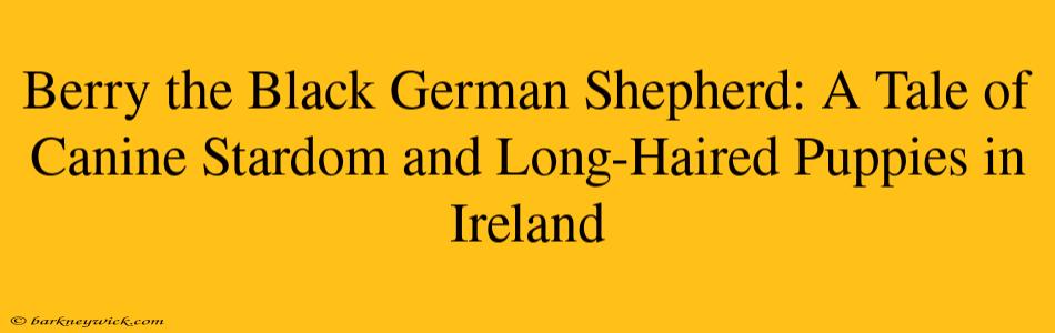 Berry the Black German Shepherd: A Tale of Canine Stardom and Long-Haired Puppies in Ireland