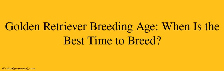 Golden Retriever Breeding Age: When Is the Best Time to Breed?