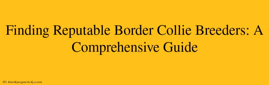 Finding Reputable Border Collie Breeders: A Comprehensive Guide