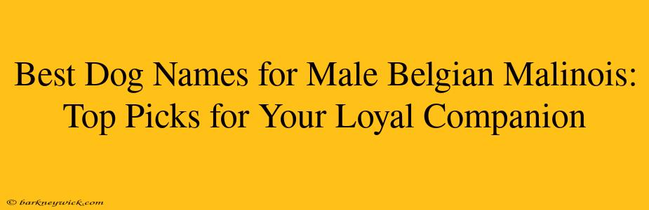 Best Dog Names for Male Belgian Malinois: Top Picks for Your Loyal Companion