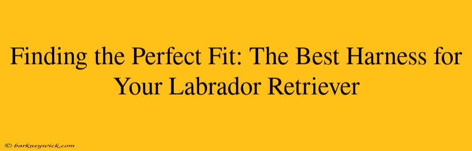 Finding the Perfect Fit: The Best Harness for Your Labrador Retriever 