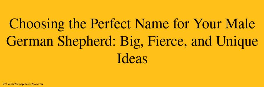 Choosing the Perfect Name for Your Male German Shepherd: Big, Fierce, and Unique Ideas