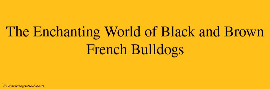 The Enchanting World of Black and Brown French Bulldogs 