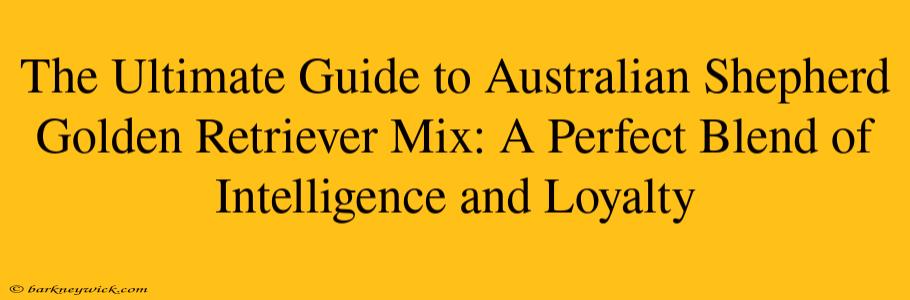 The Ultimate Guide to Australian Shepherd Golden Retriever Mix: A Perfect Blend of Intelligence and Loyalty