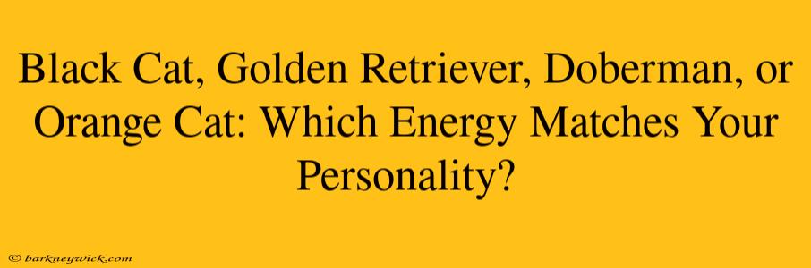 Black Cat, Golden Retriever, Doberman, or Orange Cat: Which Energy Matches Your Personality?