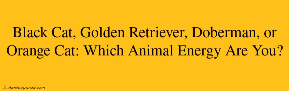 Black Cat, Golden Retriever, Doberman, or Orange Cat: Which Animal Energy Are You?