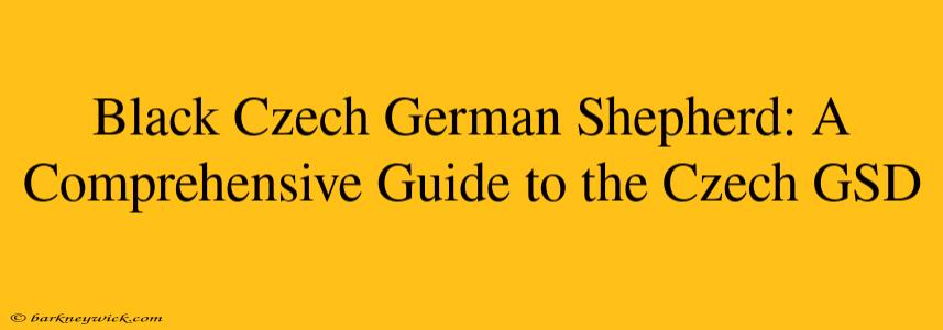 Black Czech German Shepherd: A Comprehensive Guide to the Czech GSD