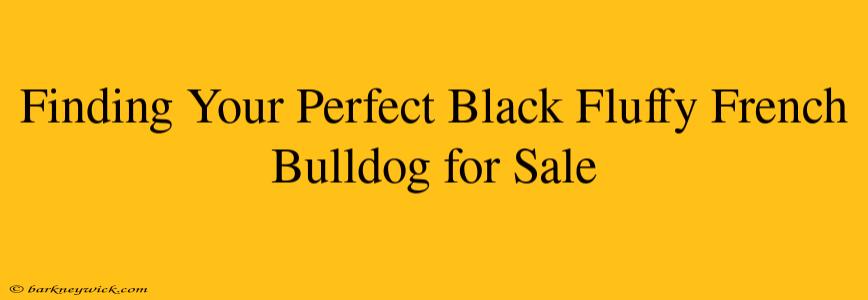 Finding Your Perfect Black Fluffy French Bulldog for Sale 