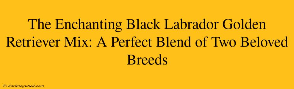 The Enchanting Black Labrador Golden Retriever Mix: A Perfect Blend of Two Beloved Breeds