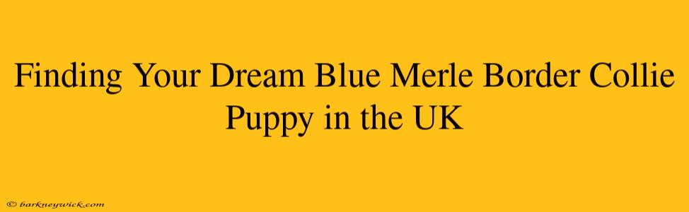 Finding Your Dream Blue Merle Border Collie Puppy in the UK 