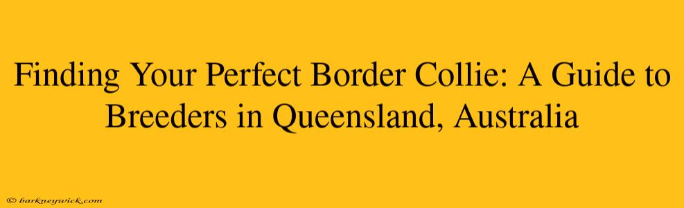 Finding Your Perfect Border Collie: A Guide to Breeders in Queensland, Australia