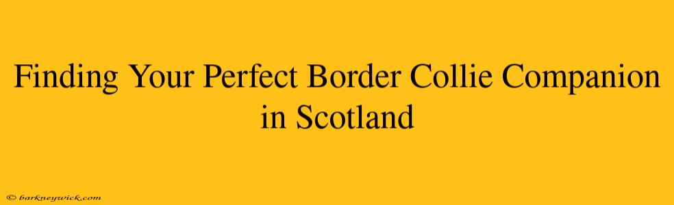 Finding Your Perfect Border Collie Companion in Scotland 