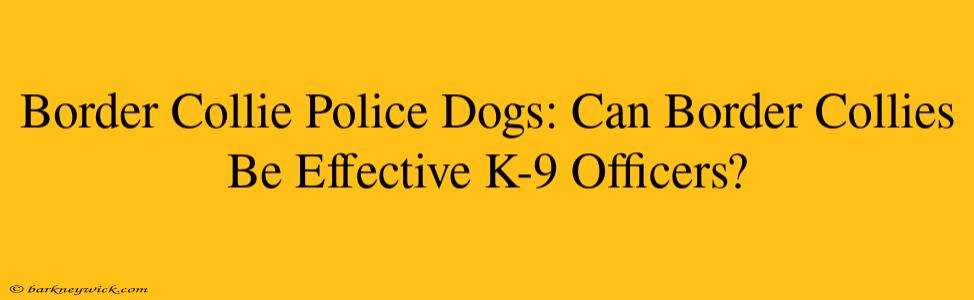 Border Collie Police Dogs: Can Border Collies Be Effective K-9 Officers?