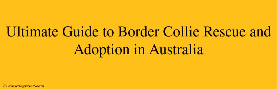 Ultimate Guide to Border Collie Rescue and Adoption in Australia