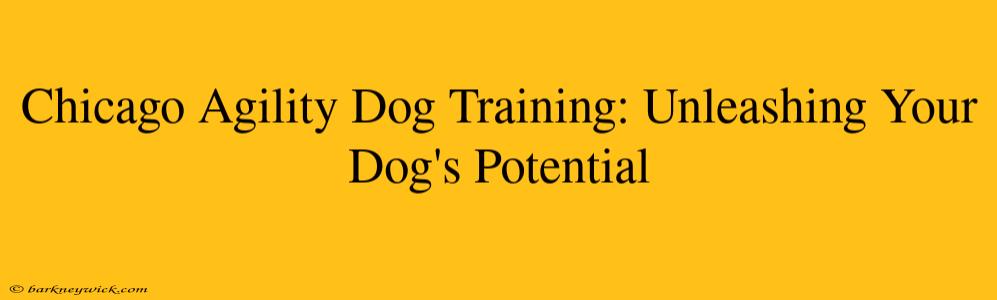 Chicago Agility Dog Training: Unleashing Your Dog's Potential