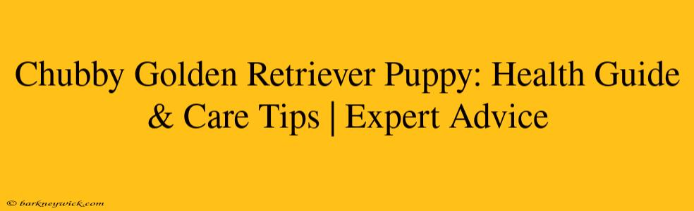 Chubby Golden Retriever Puppy: Health Guide & Care Tips | Expert Advice