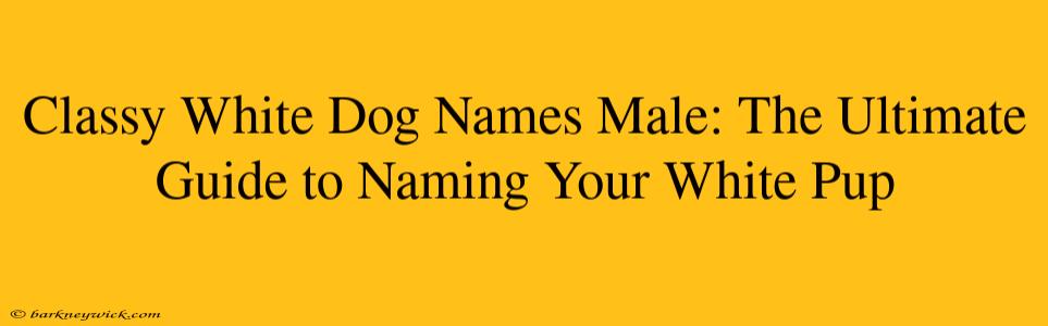 Classy White Dog Names Male: The Ultimate Guide to Naming Your White Pup