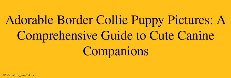 Adorable Border Collie Puppy Pictures: A Comprehensive Guide to Cute Canine Companions