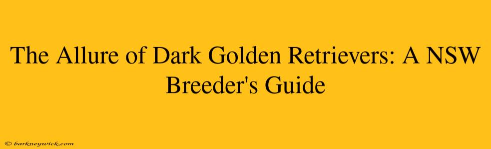 The Allure of Dark Golden Retrievers: A NSW Breeder's Guide