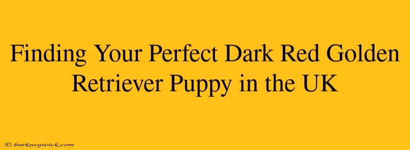 Finding Your Perfect Dark Red Golden Retriever Puppy in the UK 