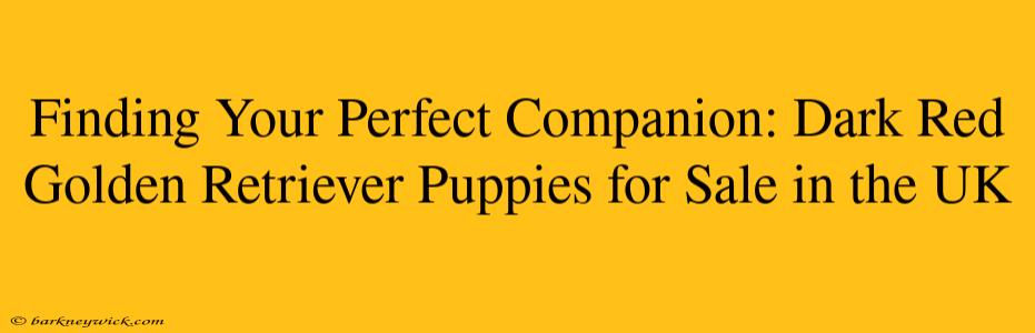 Finding Your Perfect Companion: Dark Red Golden Retriever Puppies for Sale in the UK 