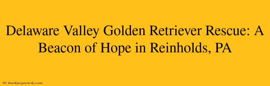 Delaware Valley Golden Retriever Rescue: A Beacon of Hope in Reinholds, PA