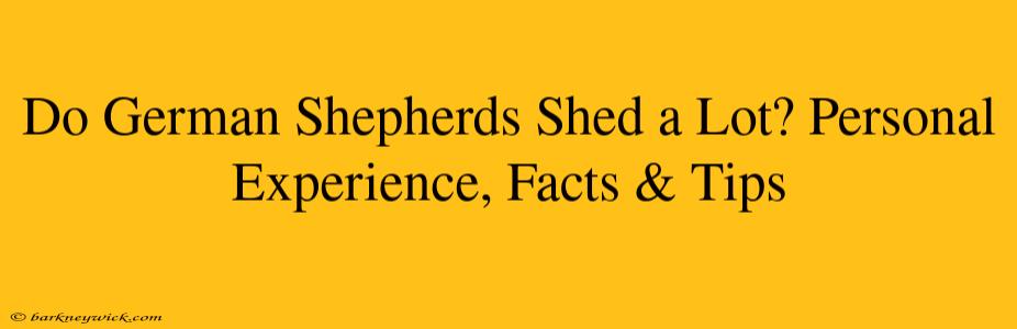 Do German Shepherds Shed a Lot? Personal Experience, Facts & Tips