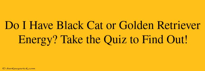 Do I Have Black Cat or Golden Retriever Energy? Take the Quiz to Find Out!