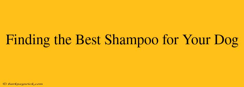 Finding the Best Shampoo for Your Dog