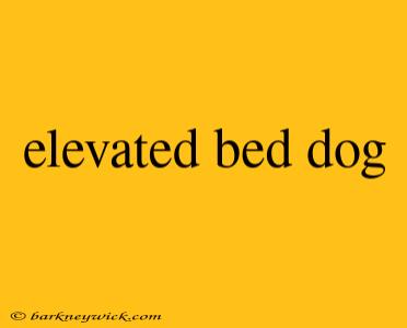 elevated bed dog