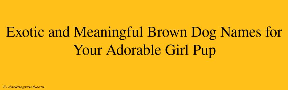 Exotic and Meaningful Brown Dog Names for Your Adorable Girl Pup