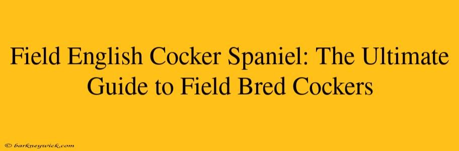 Field English Cocker Spaniel: The Ultimate Guide to Field Bred Cockers