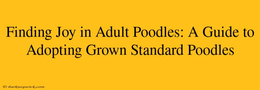 Finding Joy in Adult Poodles: A Guide to Adopting Grown Standard Poodles