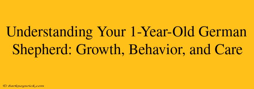 Understanding Your 1-Year-Old German Shepherd: Growth, Behavior, and Care