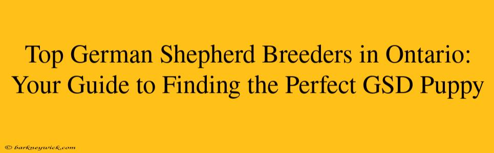 Top German Shepherd Breeders in Ontario: Your Guide to Finding the Perfect GSD Puppy