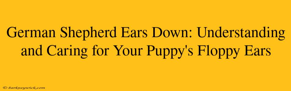 German Shepherd Ears Down: Understanding and Caring for Your Puppy's Floppy Ears