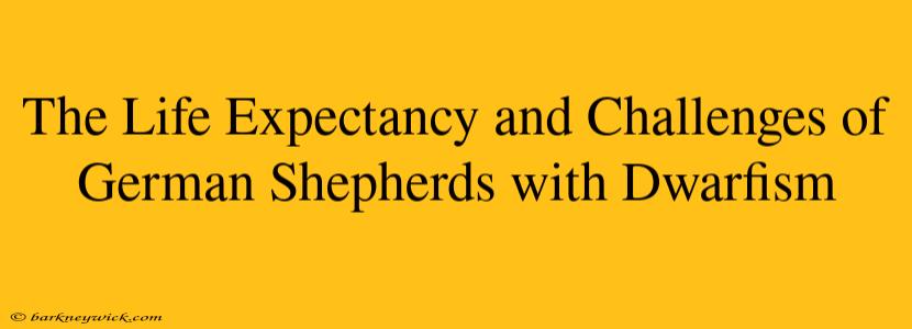 The Life Expectancy and Challenges of German Shepherds with Dwarfism