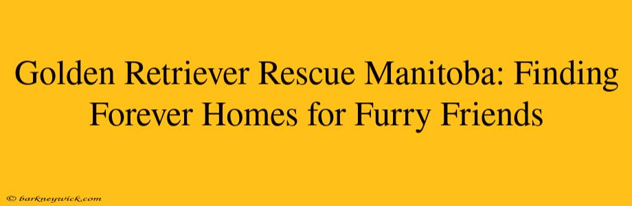 Golden Retriever Rescue Manitoba: Finding Forever Homes for Furry Friends